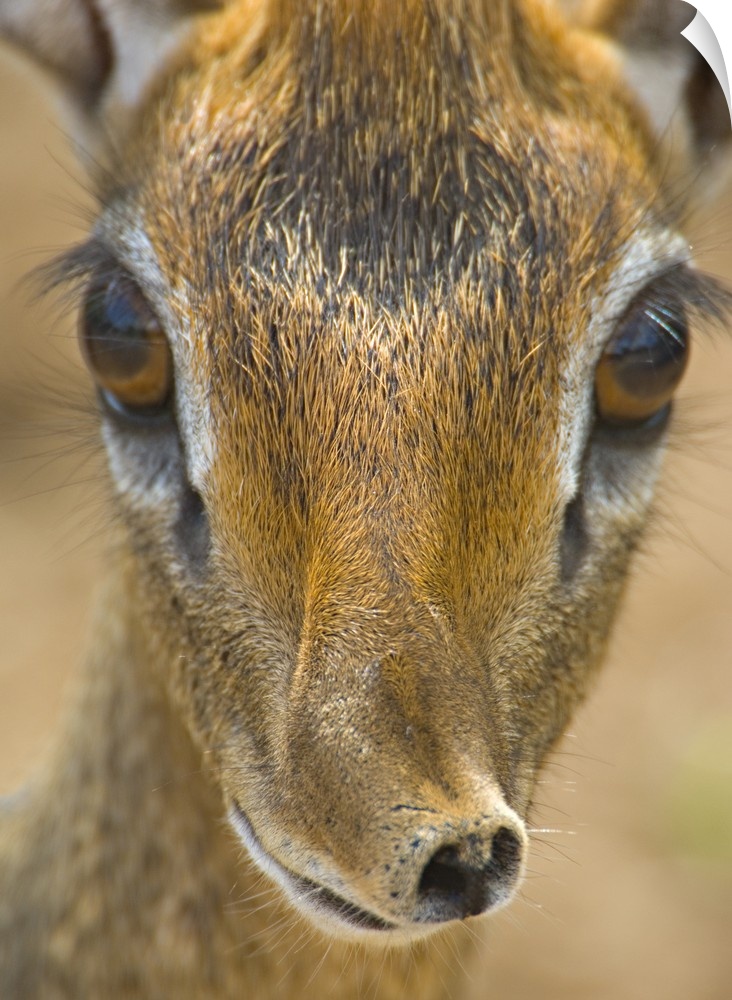 Close-up of a Kirks dik-dik, Tarangire National Park, Arusha Region, Tanzania (Madoqua kirkii)
