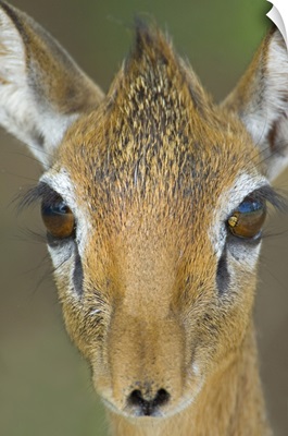 Close-up of a Kirks dik-dik, Tarangire National Park, Arusha Region, Tanzania (Madoqua kirkii)