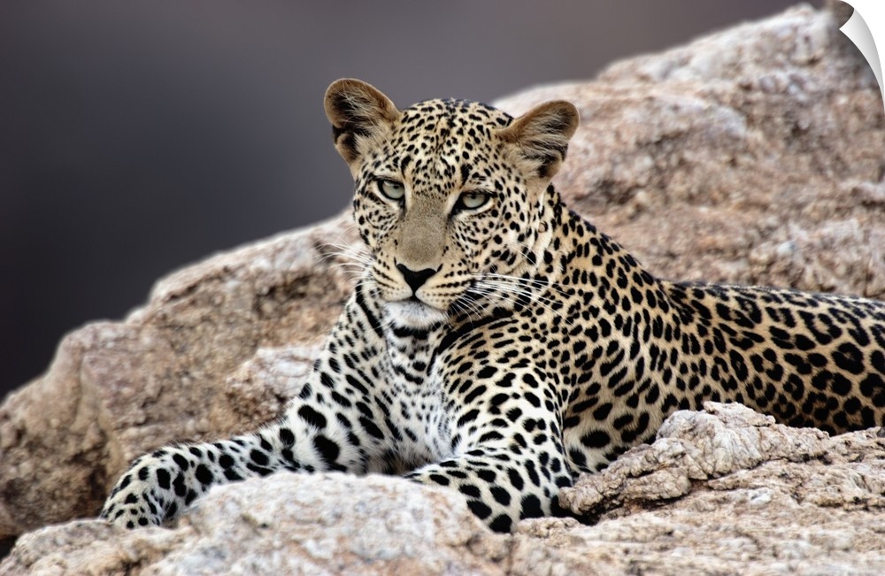 Giant, horizontal photograph of a leopard peering out while lying on rocky terrain.