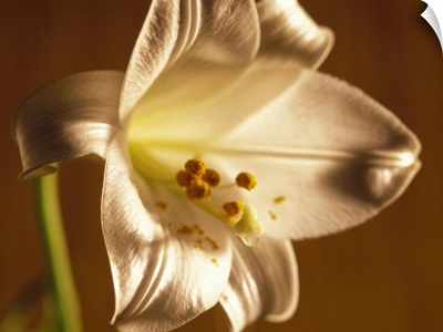 Close up of a lily flower