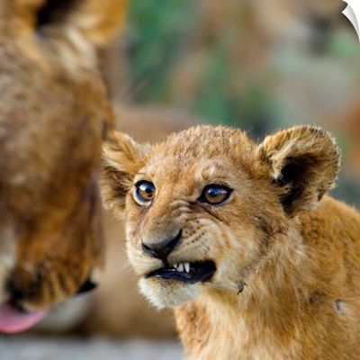 Close-up of a lion cub, Ngorongoro Conservation Area, Arusha Region, Tanzania (Panthera leo)