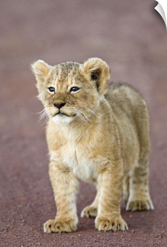 Close-up of a lion cub standing, Ngorongoro Crater, Ngorongoro Conservation Area, Tanzania (Panthera leo)