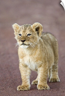 Close-up of a lion cub standing, Ngorongoro Crater, Ngorongoro Conservation Area, Tanzania (Panthera leo)