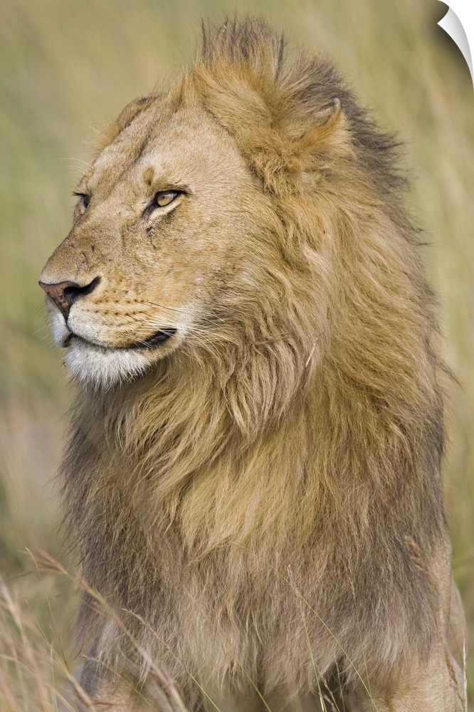 Vertical panoramic photograph of male lion in field of tall grass.
