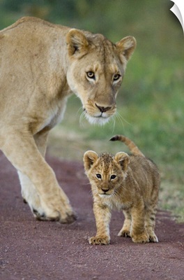 Close-up of a lioness and her cub, Ngorongoro Crater, Ngorongoro Conservation Area, Tanzania (Panthera leo)