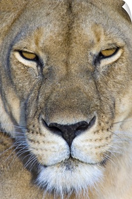 Close-up of a lioness, Masai Mara National Reserve, Kenya (Panthera leo)