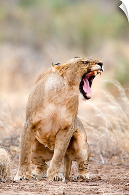 Close up of a lioness (Panthera leo), Samburu National Park, Kenya