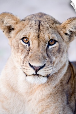 Close-up of a lioness, Tarangire National Park, Tanzania