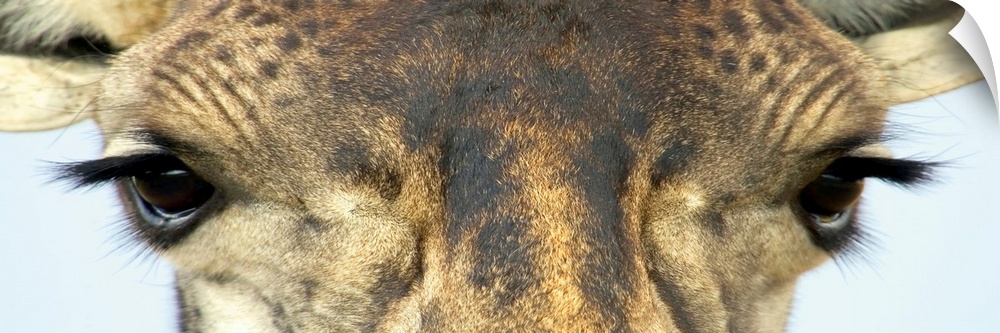 Panoramic wall art that is a close up of an African mammalos face photographed in front of a blank backdrop.