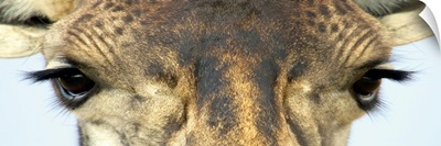 Close-up of a Maasai giraffes eyes