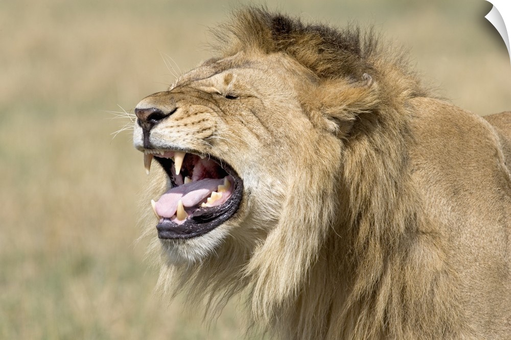 Landscape photograph on a large canvas of the side of a male lions head, mouth open as he roars, the background a grassy f...