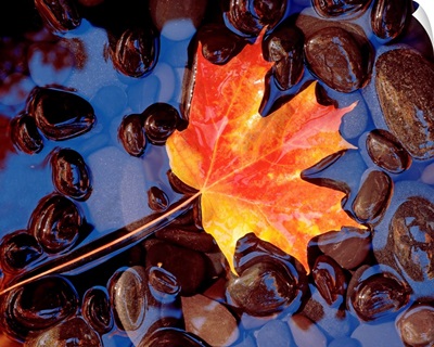 Close-up of a maple leaf in the water