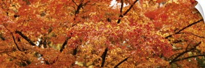 Close-up of a Maple tree, Oregon