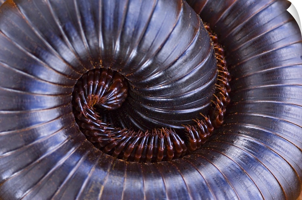 Close-up of a millipede curled up, Tarangire National Park, Arusha Region, Tanzania