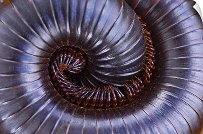 Close-up of a millipede curled up, Tarangire National Park, Arusha Region, Tanzania