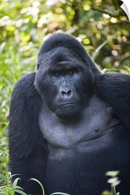 Close up of a Mountain gorilla (Gorilla beringei beringei