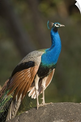 Close up of a peacock Bandhavgarh National Park Umaria District Madhya Pradesh India