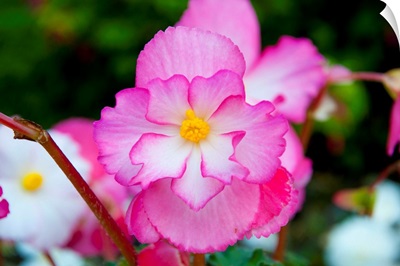 Close-up of a pink begonia flowers, Victoria, Vancouver Island, British Columbia, Canada