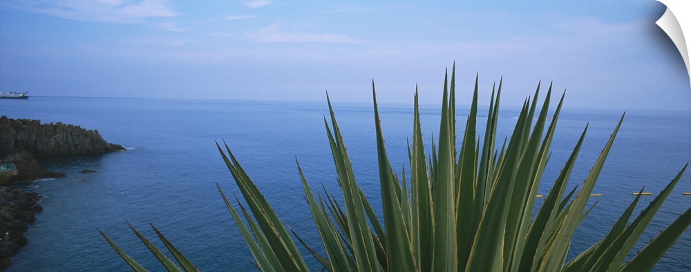 Close-up of a plant with sea in the background, Lido, Funchal, Madeira, Portugal