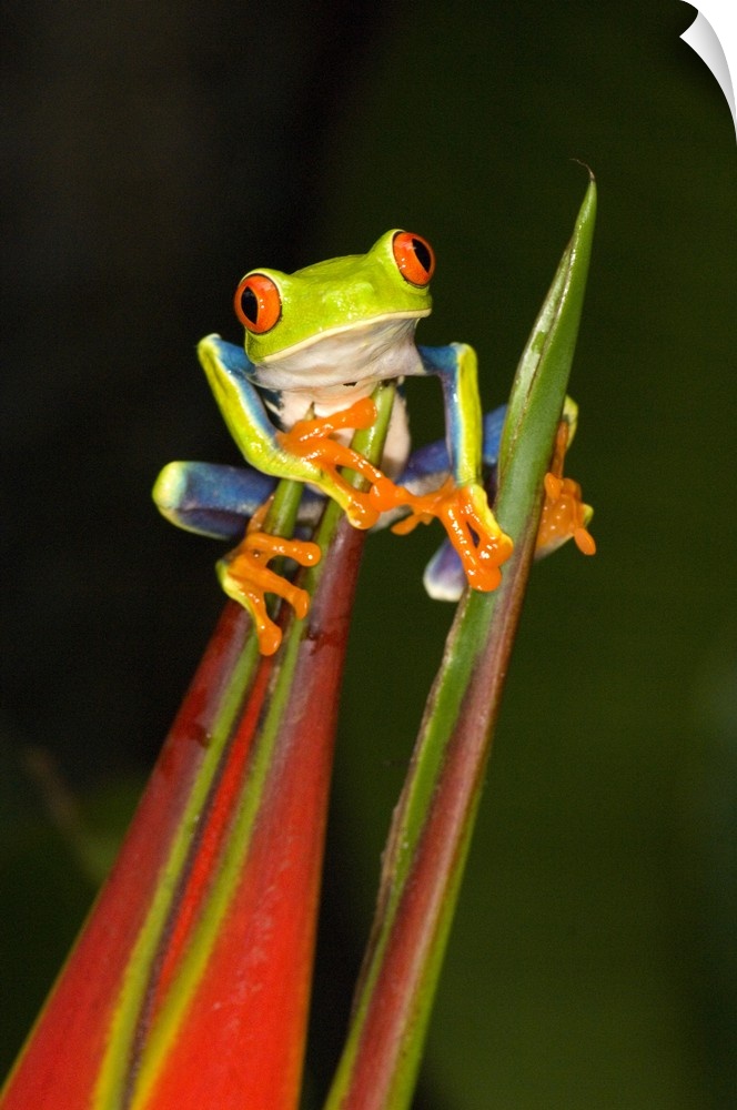 Vertical photo on canvas of a tree frog crawling on the top of a flower.