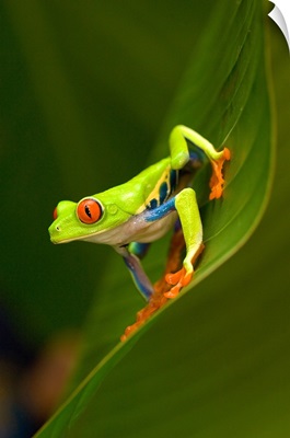 Close up of a Red Eyed Tree frog (Agalychnis callidryas) sitting on a leaf, Costa Rica
