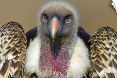 Close-up of a Rupells Griffon Vulture (Gyps Rueppellii), Termite Hill, Masai Mara National Reserve, Kenya
