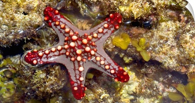 Close-up of a Sea Star