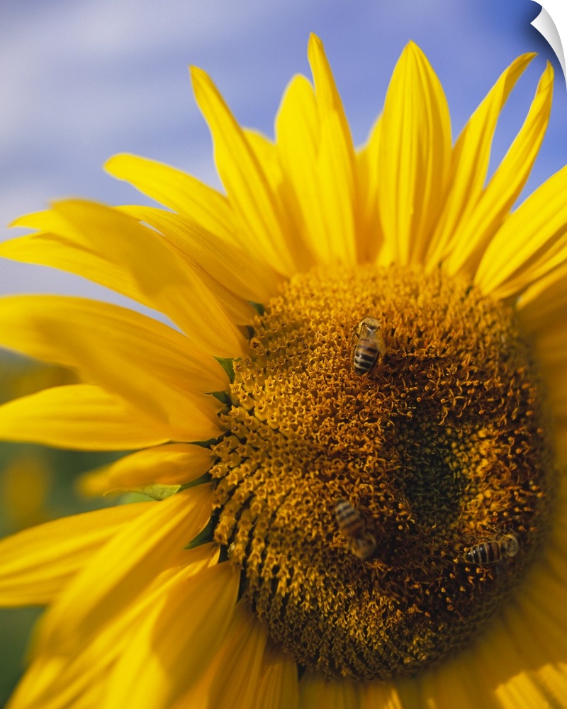 Canvas photo art of the up-close of a sunflower with a bubble bee sitting on top of the head.