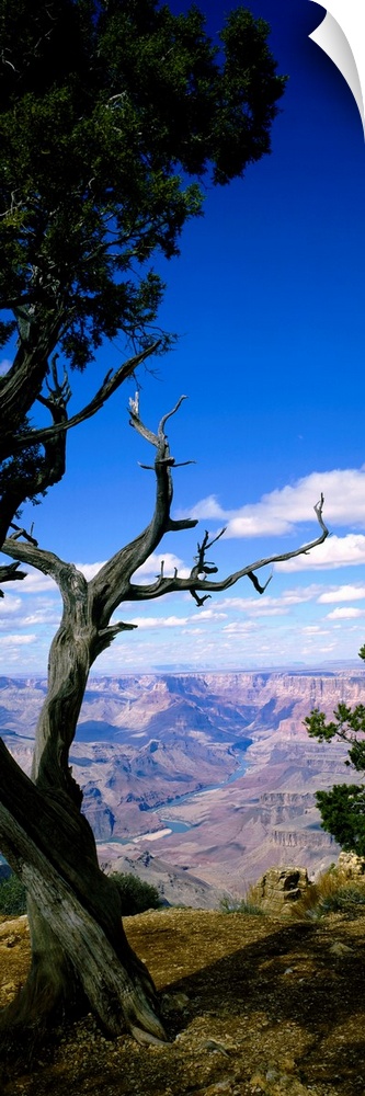 Huge vertical photograph involving a close-up of a tree in Grand Canyon National Park, Arizona (AZ) with vast peaks and va...