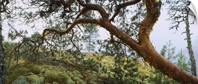 Close-up of a tree on a landscape, Lake Saimaa, Puumala, Finland