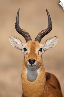 Close up of a Ugandan kob (Kobus kob thomasi), Queen Elizabeth National Park, Uganda
