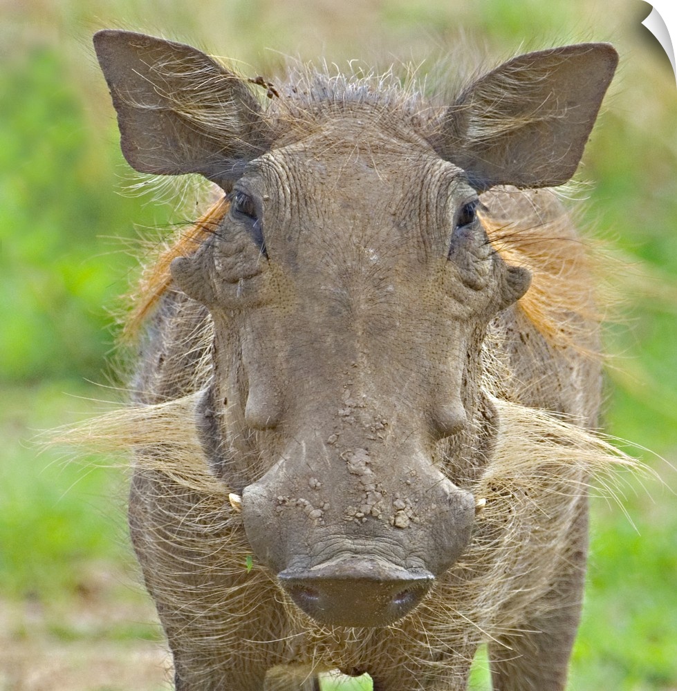 Close-up of a warthog, Lake Manyara, Arusha Region, Tanzania (Phacochoerus aethiopicus)