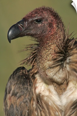Close-up of a White-Backed Vulture (Gyps Africanus), Masai Mara National Reserve, Kenya