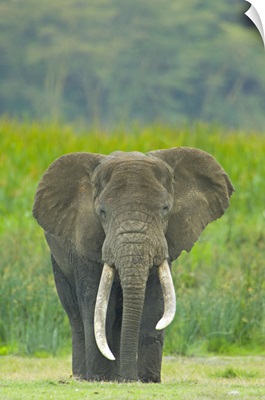 Close-up of an African elephant in a field, Ngorongoro Crater, Arusha Region, Tanzania (Loxodonta Africana)