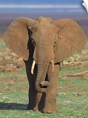 Close-up of an African elephant walking in a field, Lake Manyara, Arusha Region, Tanzania (Loxodonta Africana)