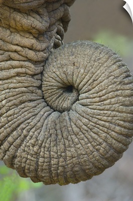 Close-up of an African elephants trunk, Ngorongoro Crater, Arusha Region, Tanzania (Loxodonta Africana)