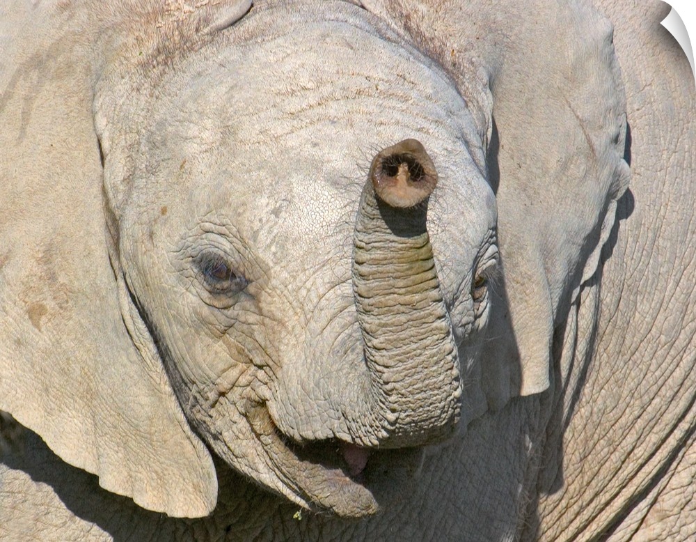 Close-up of an elephant calf, Ngorongoro Conservation Area, Arusha Region, Tanzania (Loxodonta Africana)