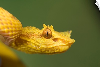 Close up of an Eyelash viper (Bothriechis schlegelii), Arenal Volcano, Costa Rica