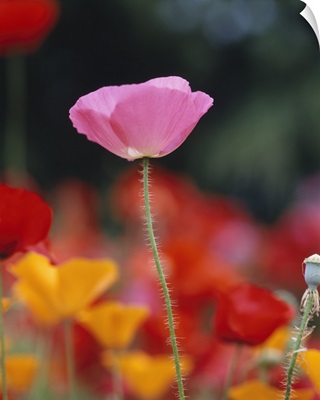 Close-up of an Iceland Poppy (Papaver nudicaule) in a field of California Poppies (Eschscholzia californica) and Corn Poppies (Papaver rhoeas), Fidalgo Island, Washington State