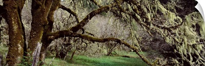 Close-up of an oak tree, Humboldt County, California