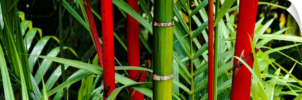 A panoramic photograph of details of bamboo stalks and foilage with contrasting colors in a garden.