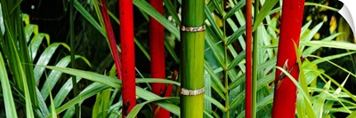 Close-up of bamboo trees, Hawaii