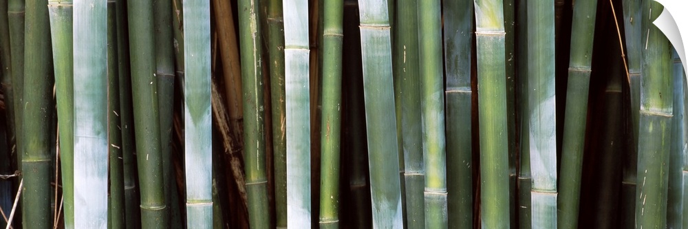 Stalks of bamboo grow closely together in this panoramic shaped canvas.