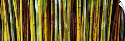 Close up of bamboos Kanapaha Botanical Gardens Gainesville Florida