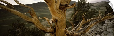 Close-up of bristlecone pine (Pinus longaeva) tree with mountains in the background, White Mountains, Inyo County, California
