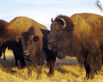 Close-up of buffalos and a calf, Taos Pueblo, New Mexico