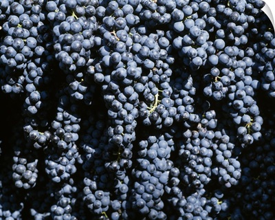 Close-up of bunches of grapes, Geerntet Trollingertrauben, Wurttemberg, Germany