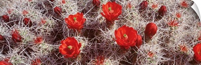 Close-up of cactus flowers, Joshua Tree National Monument, California