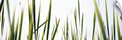 Close-up of cattail grass (Typha latifolia)