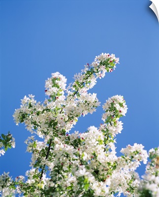 Close-up of cherry blossoms, Washington DC